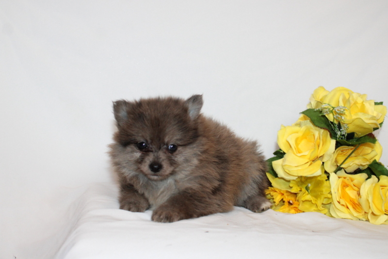 puppy, for, sale, Pomernain, Matthew B. Stoltzfus, dog, breeder, Gap, PA, dog-breeder, puppy-for-sale, forsale, nearby, find, puppyfind, locator, puppylocator, aca